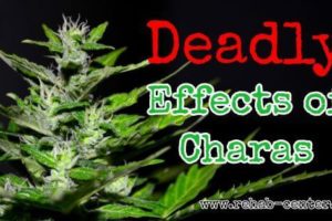 7 Deadly Effects of Charas/Cannabis