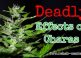 7 Deadly Effects of Charas/Cannabis